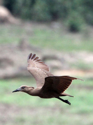 BIRD - HAMMERKOP - DZANGA BAI - DZANGA NDOKI NATIONAL PARK CENTRAL AFRICAN REPUBLIC (1).JPG