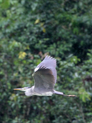 BIRD - HERON - GREY HERON - DZANGA BAI - DZANGA NDOKI NP CENTRAL AFRICAN REPUBLIC (1).JPG
