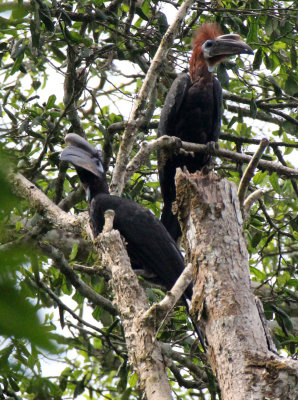 BIRD - HORNBILL - BLACK-CASQUED WATTLED HORNBILL - DZANGA NDOKI NATIONAL PARK CENTRAL AFRICAN REPUBLIC (10).JPG