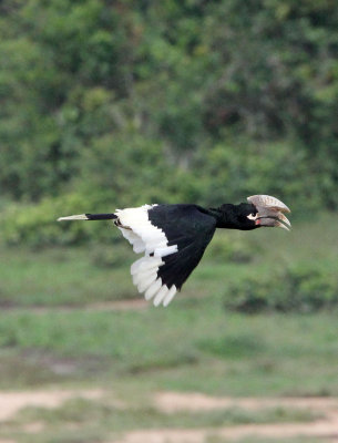 BIRD - HORNBILL - WHITE-THIGHED HORNBILL - DZANGA BAI - DZANGA NDOKI NATIONAL PARK CENTRAL AFRICAN REPUBLIC (6).JPG