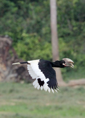 Birds of Dzanga-Ndoki National Park