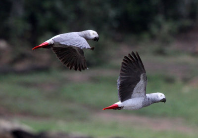 BIRD - PARROT - AFRICAN GREY PARROT - DZANGA BAI - DZANGA NDOKI NP CENTRAL AFRICAN REPUBLIC (48).JPG