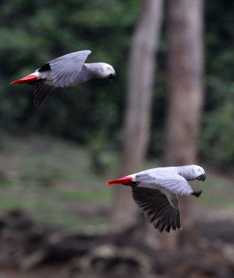 BIRD - PARROT - AFRICAN GREY PARROT - DZANGA BAI - DZANGA NDOKI NP CENTRAL AFRICAN REPUBLIC (49).JPG