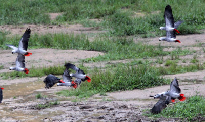 BIRD - PARROT - AFRICAN GREY PARROT - DZANGA BAI - DZANGA NDOKI NP CENTRAL AFRICAN REPUBLIC (8).JPG
