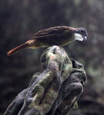 BIRD - Red-tailed Greenbul (Chlorocichla ruficollis) - DZANGA NDOKI NATIONAL PARK CENTRAL AFRICAN REPUBLIC (3).JPG