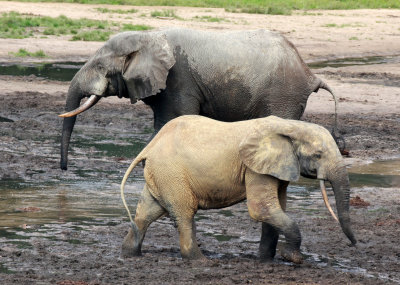 ELEPHANT - FOREST ELEPHANT - DZANGA BAI - DZANGA NDOKI NATIONAL PARK CENTRAL AFRICAN REPUBLIC (10).JPG