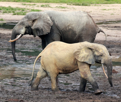 ELEPHANT - FOREST ELEPHANT - DZANGA BAI - DZANGA NDOKI NATIONAL PARK CENTRAL AFRICAN REPUBLIC (11).JPG