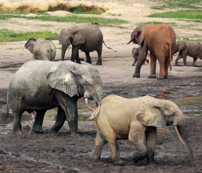 ELEPHANT - FOREST ELEPHANT - DZANGA BAI - DZANGA NDOKI NATIONAL PARK CENTRAL AFRICAN REPUBLIC (12).JPG