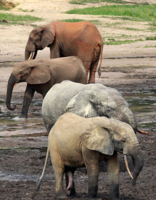 ELEPHANT - FOREST ELEPHANT - DZANGA BAI - DZANGA NDOKI NATIONAL PARK CENTRAL AFRICAN REPUBLIC (13).JPG