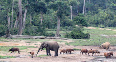 ELEPHANT - FOREST ELEPHANT - DZANGA BAI - DZANGA NDOKI NATIONAL PARK CENTRAL AFRICAN REPUBLIC (24).JPG