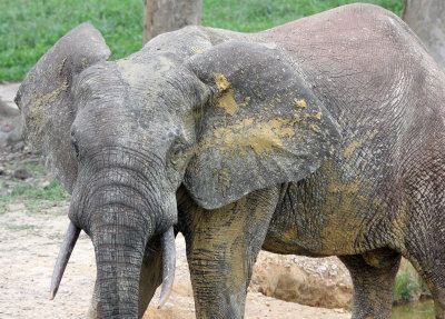 ELEPHANT - FOREST ELEPHANT - DZANGA BAI - DZANGA NDOKI NATIONAL PARK CENTRAL AFRICAN REPUBLIC (34).JPG