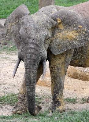ELEPHANT - FOREST ELEPHANT - DZANGA BAI - DZANGA NDOKI NATIONAL PARK CENTRAL AFRICAN REPUBLIC (35).JPG