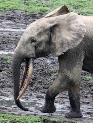 ELEPHANT - FOREST ELEPHANT - DZANGA BAI - DZANGA NDOKI NATIONAL PARK CENTRAL AFRICAN REPUBLIC (38).JPG