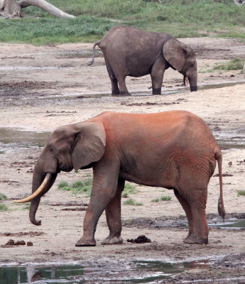 ELEPHANT - FOREST ELEPHANT - DZANGA BAI - DZANGA NDOKI NATIONAL PARK CENTRAL AFRICAN REPUBLIC (40).JPG