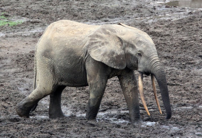 ELEPHANT - FOREST ELEPHANT - DZANGA BAI - DZANGA NDOKI NATIONAL PARK CENTRAL AFRICAN REPUBLIC (57).JPG