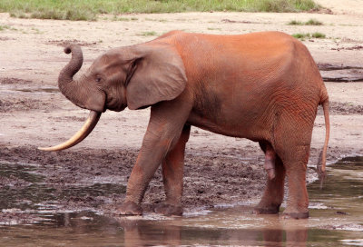 ELEPHANT - FOREST ELEPHANT - DZANGA BAI - DZANGA NDOKI NATIONAL PARK CENTRAL AFRICAN REPUBLIC (58).JPG