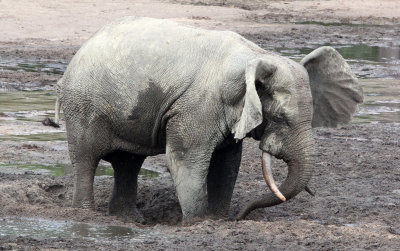 ELEPHANT - FOREST ELEPHANT - DZANGA BAI - DZANGA NDOKI NATIONAL PARK CENTRAL AFRICAN REPUBLIC (60).JPG