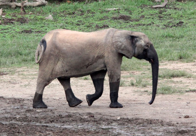 ELEPHANT - FOREST ELEPHANT - DZANGA BAI - DZANGA NDOKI NATIONAL PARK CENTRAL AFRICAN REPUBLIC (82).JPG