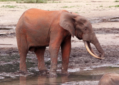 ELEPHANT - FOREST ELEPHANT - DZANGA BAI - DZANGA NDOKI NATIONAL PARK CENTRAL AFRICAN REPUBLIC (83).JPG