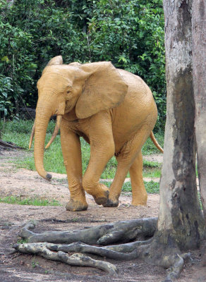 Forest Elephants of Dzanga Bai!