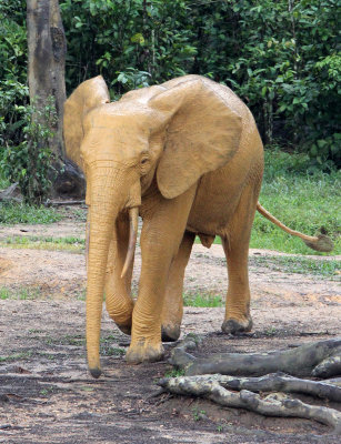 ELEPHANT - FOREST ELEPHANT - DZANGA BAI - DZANGA NDOKI NP CENTRAL AFRICAN REPUBLIC (124).JPG