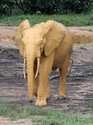 ELEPHANT - FOREST ELEPHANT - DZANGA BAI - DZANGA NDOKI NP CENTRAL AFRICAN REPUBLIC (128).JPG