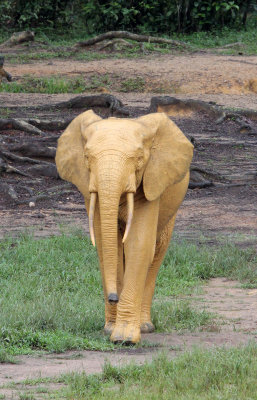 ELEPHANT - FOREST ELEPHANT - DZANGA BAI - DZANGA NDOKI NP CENTRAL AFRICAN REPUBLIC (131).JPG
