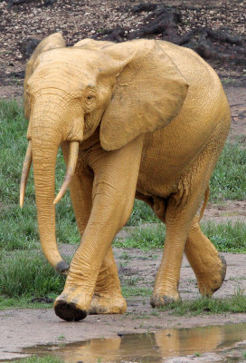 ELEPHANT - FOREST ELEPHANT - DZANGA BAI - DZANGA NDOKI NP CENTRAL AFRICAN REPUBLIC (132).JPG