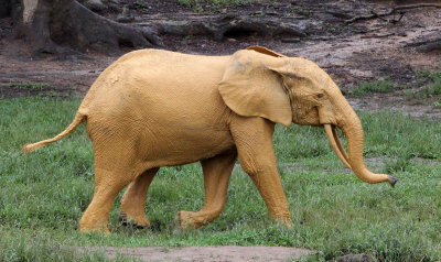 ELEPHANT - FOREST ELEPHANT - DZANGA BAI - DZANGA NDOKI NP CENTRAL AFRICAN REPUBLIC (148).JPG