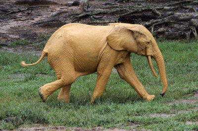 ELEPHANT - FOREST ELEPHANT - DZANGA BAI - DZANGA NDOKI NP CENTRAL AFRICAN REPUBLIC (150).JPG