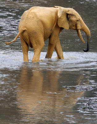 ELEPHANT - FOREST ELEPHANT - DZANGA BAI - DZANGA NDOKI NP CENTRAL AFRICAN REPUBLIC (159).JPG
