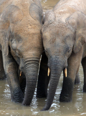 ELEPHANT - FOREST ELEPHANT - DZANGA BAI - DZANGA NDOKI NP CENTRAL AFRICAN REPUBLIC (163).JPG