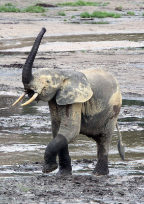 ELEPHANT - FOREST ELEPHANT - DZANGA BAI - DZANGA NDOKI NP CENTRAL AFRICAN REPUBLIC (178).JPG