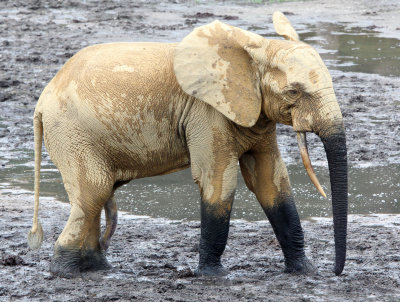 ELEPHANT - FOREST ELEPHANT - DZANGA BAI - DZANGA NDOKI NP CENTRAL AFRICAN REPUBLIC (187).JPG
