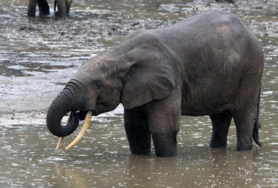 ELEPHANT - FOREST ELEPHANT - DZANGA BAI - DZANGA NDOKI NP CENTRAL AFRICAN REPUBLIC (19).JPG