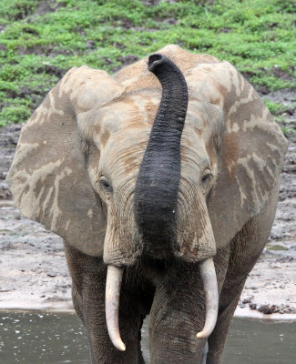 ELEPHANT - FOREST ELEPHANT - DZANGA BAI - DZANGA NDOKI NP CENTRAL AFRICAN REPUBLIC (191).JPG