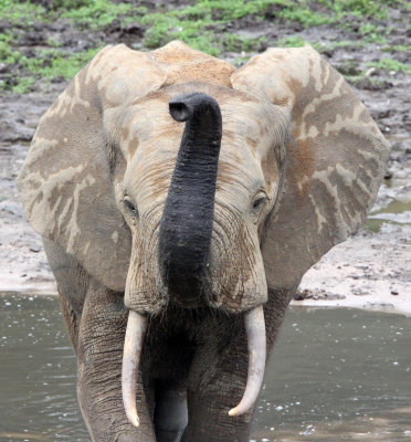 ELEPHANT - FOREST ELEPHANT - DZANGA BAI - DZANGA NDOKI NP CENTRAL AFRICAN REPUBLIC (194).JPG