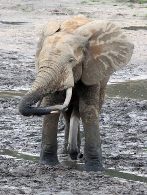 ELEPHANT - FOREST ELEPHANT - DZANGA BAI - DZANGA NDOKI NP CENTRAL AFRICAN REPUBLIC (199).JPG