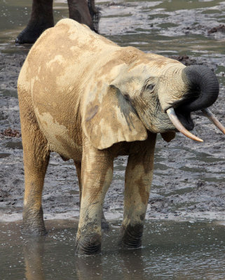 ELEPHANT - FOREST ELEPHANT - DZANGA BAI - DZANGA NDOKI NP CENTRAL AFRICAN REPUBLIC (209).JPG