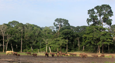 ELEPHANT - FOREST ELEPHANT - DZANGA BAI - DZANGA NDOKI NP CENTRAL AFRICAN REPUBLIC (239).JPG