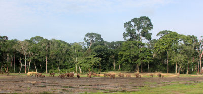 ELEPHANT - FOREST ELEPHANT - DZANGA BAI - DZANGA NDOKI NP CENTRAL AFRICAN REPUBLIC (240).JPG