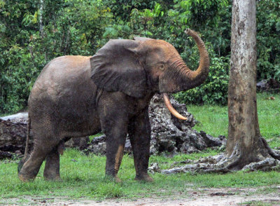 ELEPHANT - FOREST ELEPHANT - DZANGA BAI - DZANGA NDOKI NP CENTRAL AFRICAN REPUBLIC (27).JPG