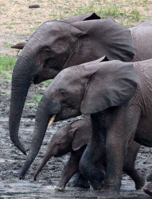 ELEPHANT - FOREST ELEPHANT - DZANGA BAI - DZANGA NDOKI NP CENTRAL AFRICAN REPUBLIC (53).jpg