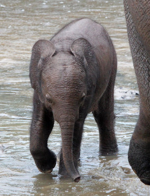 ELEPHANT - FOREST ELEPHANT - DZANGA BAI - DZANGA NDOKI NP CENTRAL AFRICAN REPUBLIC (59).JPG