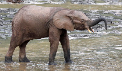 ELEPHANT - FOREST ELEPHANT - DZANGA BAI - DZANGA NDOKI NP CENTRAL AFRICAN REPUBLIC (88).JPG