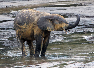 ELEPHANT - FOREST ELEPHANT - DZANGA BAI - DZANGA NDOKI NP CENTRAL AFRICAN REPUBLIC (96).JPG