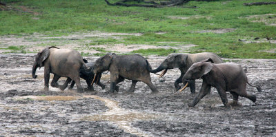 ELEPHANT - FOREST ELEPHANT - DZANGHA BAI - DZANGHA NDOKI NP - CENTRAL AFRICAN REPUBLIC (110).JPG