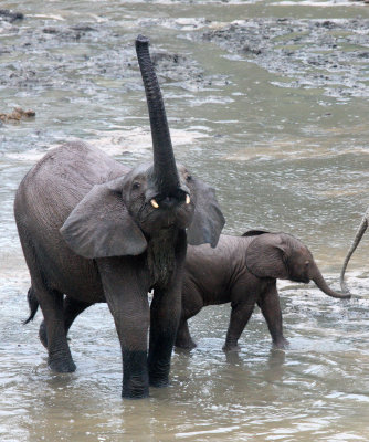 ELEPHANT - FOREST ELEPHANT - DZANGHA BAI - DZANGHA NDOKI NP - CENTRAL AFRICAN REPUBLIC (125).JPG