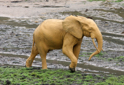 ELEPHANT - FOREST ELEPHANT - DZANGHA BAI - DZANGHA NDOKI NP - CENTRAL AFRICAN REPUBLIC (148).JPG
