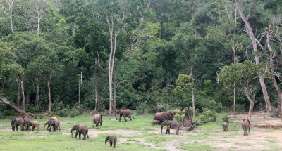 ELEPHANT - FOREST ELEPHANT - DZANGHA BAI - DZANGHA NDOKI NP - CENTRAL AFRICAN REPUBLIC (151).JPG